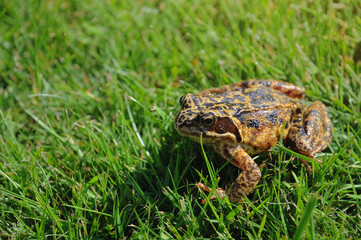 Cute Frog on grass