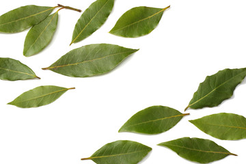 Laurel leaves isolated on a white background top view
