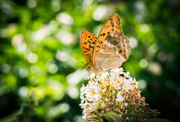 Papillon