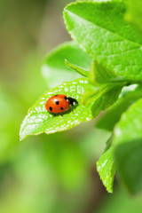 Fototapeta premium Ladybug