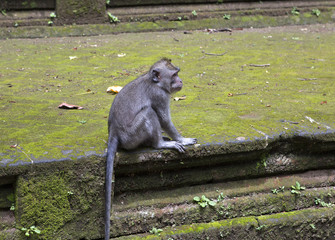 Long-tailed macaque (Macaca fascicularis), the monkey  in Sangeh Monkey Forest in Bali, Indonesia