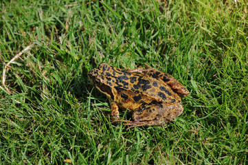 Cute Frog on grass