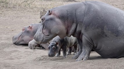 Fototapeta premium Hippopotamus, Lake africa