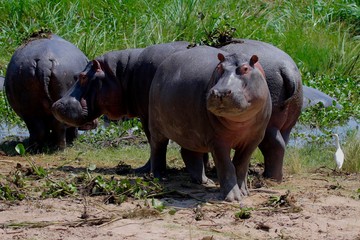 Hippopotamus, Lake africa