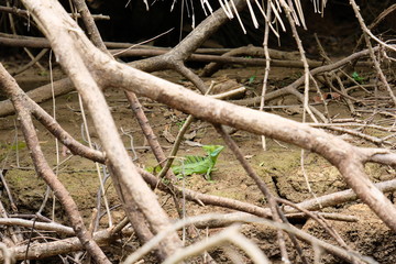 colorful iguana