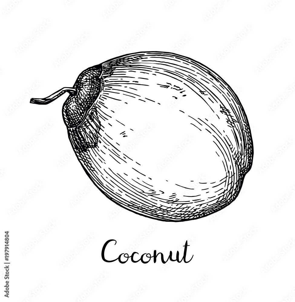 Canvas Prints ink sketch of young green coconuts.