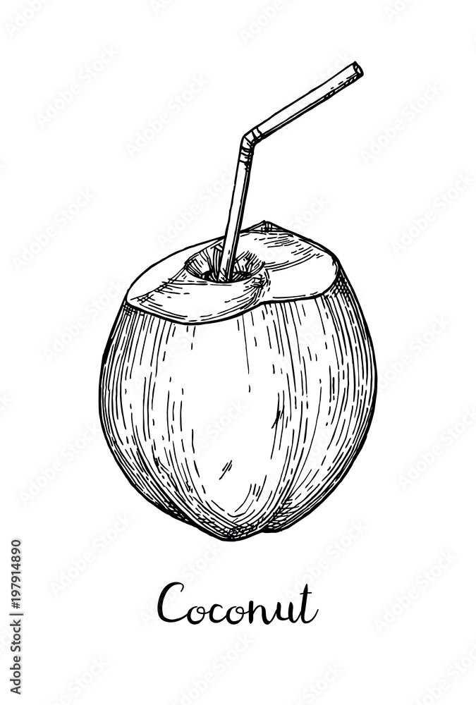 Canvas Prints ink sketch of young green coconuts.