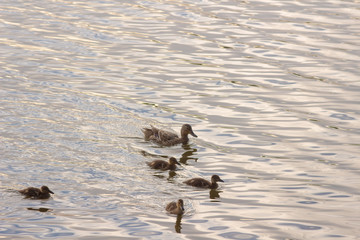 ducks swim across the water, mother duck and little ducklings