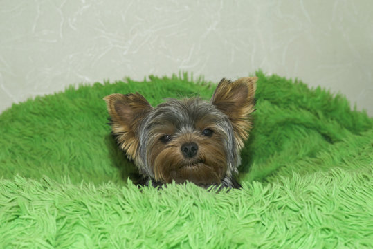 Yorkshire Terrier puppy hiding in a green blanket.