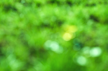 Fototapeta premium Blur background dream bokeh leaf sunny day background concept for modern eco spring banner decoration christian card. fresh bio green texture. A juicy green background for spring or summer