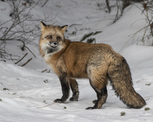 Red Foxes