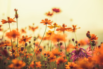 Cosmos colorful flower in the field during sunset in spring season. Photo toned style Instagram...
