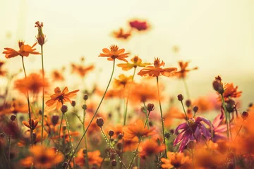 Foto auf Acrylglas Blumen und Pflanzen Kosmos bunte Blume auf dem Feld während des Sonnenuntergangs im Frühjahr. Instagram-Filter im Fototon-Stil. Natur Hintergrund
