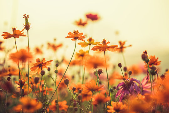 Fototapeta Kosmosu kolorowy kwiat w polu podczas zmierzchu w wiosna sezonie. Filtry na Instagram w stylu fotograficznym. Charakter tła