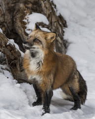 Red Foxes