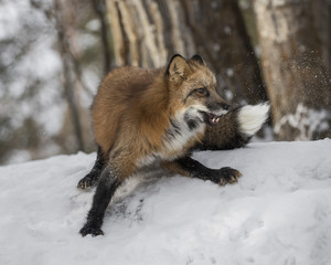 Red Foxes