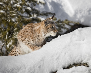 Siberian Lynx Cub 