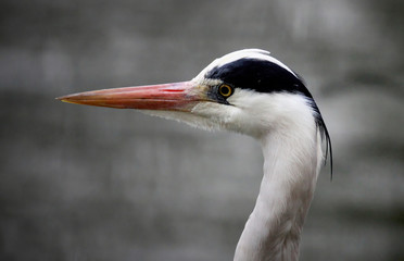 Heron