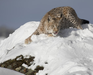 Siberian Lynx Cub 