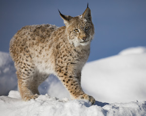 Siberian Lynx Cub 