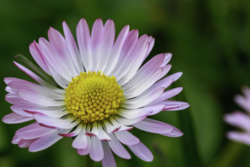 Obraz premium the ox-eye daisy