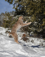 Siberian Lynx Cub 