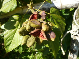 Tree fruits of Costa Rica