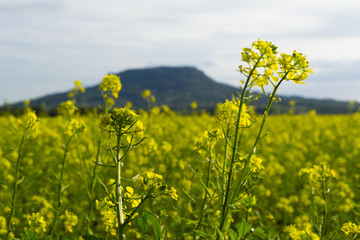 Obraz premium oilseed rape field