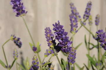 Detail Lavender flower 