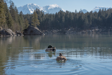 Enten auf dem Hintersee Berchtesgaden