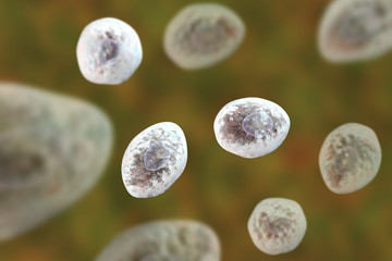 Pneumocystis jirovecii, opportunistic fungus which causes pneumonia in patients with HIV
