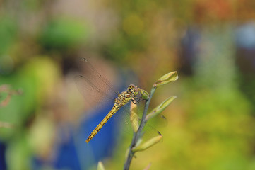 Detail of a green dragon fly