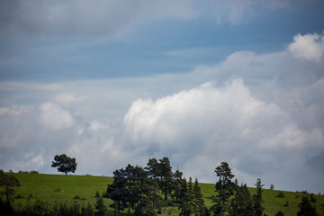 Pine trees on green Rhodope mountain hill