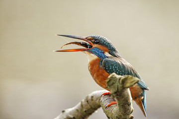 Common kingfisher female eating a fish on a branch in the Netherlands