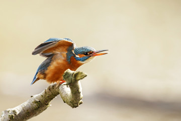 Common kingfisher female spreading wings and calling on a branch in the Netherlands