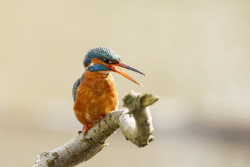 Common kingfisher on a branch in the Netherlands
