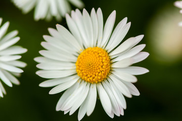 Obraz premium Macro of a daisy