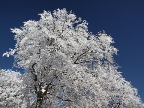 Frozen Snowy Tree. Daylight, Blue Sky, Sunny day. Cold, Winter, Ice