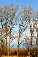 Pfälzer Landschaft im frühen Frühling ..... kurz vor dem Frühlingserwachen :)