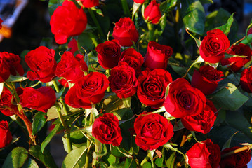 Istanbul, Turkey, 06 May 2008: Garden Roses at sunny day