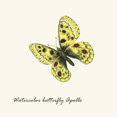 Vector watercolor butterfly. Parnassius apollo butterfly. Hand drawn illustration