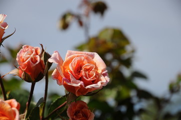 Orange rose flower in summer