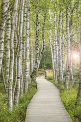 Acrylglasbilder Holzsteg inmitten eines traumhaften Birkenwald in Deutschland © Corri Seizinger