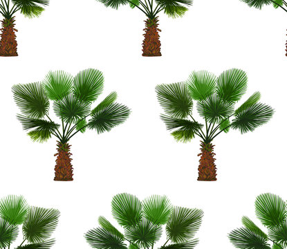 Vector seamless pattern of color palm on white background. Tropical palm background