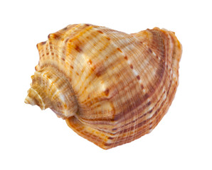 Sea shell isolated on a white background