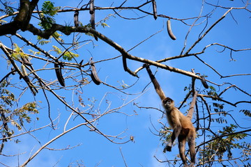 Red monkeys in the trees