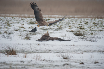 Zwei junge Seeadler liefern sich einen Kampf am Luderplatz