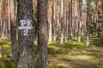 Signs on trees painted white paint. Markings in forest crops on tree trunks.
