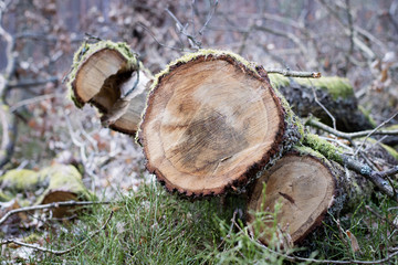 Branch of a deciduous tree. Cut wood into pieces in the forest area.
