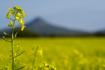 Obraz premium oilseed rape field